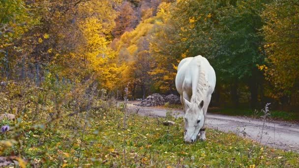 Vacker Häst Ett Fält — Stockvideo