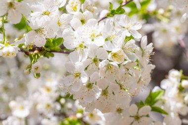 bahar arkaplanı. Güzel çiçek açan elma çiçekleri. Beyaz çiçekleri kapatın. bahar arkaplanı.