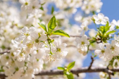 Ağaçtaki beyaz çiçekler