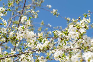 elma ağacının beyaz çiçekleri