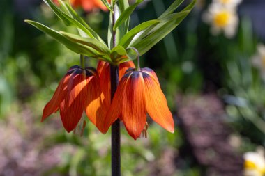 Bahçedeki portakal çiçekleri.