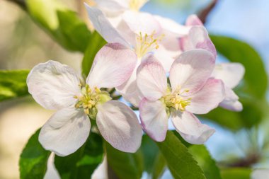 Elma ağacı çiçeği güneşli bir günde kapanıyor.