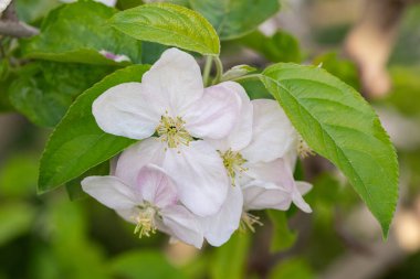 Bahar da güzel açan elma ağacı