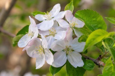 Bahçedeki elma ağacının güzel beyaz çiçekleri.