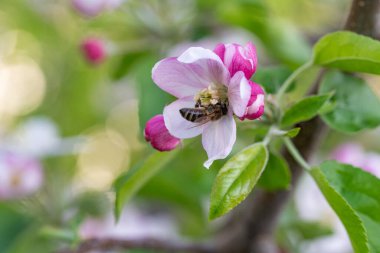 Bahçede güzel bahar çiçekleri