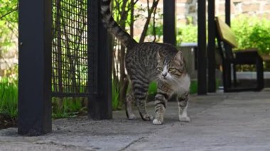 Beyaz çizgili kedi parkta yürüyor..