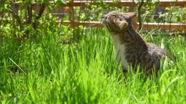 Genç bir kedi çimlerin üzerinde..