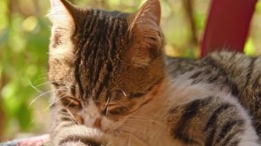 Kedi uyuyor.