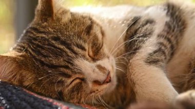 Yerde uyuyan bir kediye yaklaş..