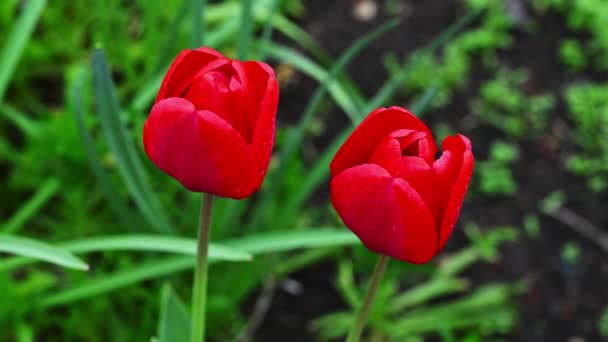 Rode Tulpen Groene Achtergrond — Stockvideo