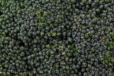 A close up of broccoli with many small green buds. The broccoli is very dense and has a lot of small buds