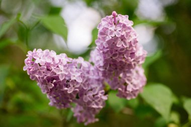 Bahçe bahçesinde bahar leylağı çiçekleri olan bir dal. Fotokopi alanı olan mor leylak çalısı.