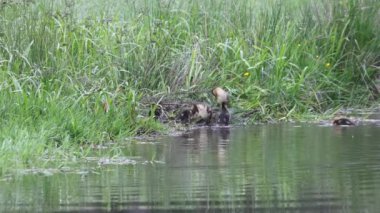 Nehir kıyısında yüzen ördek yavrusuyla Mallard ördek ailesi ve yeşil bitki örtüsünde tüyler..
