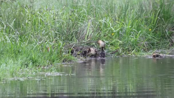 Mallard Duck Family Ducklings Riverbank Swimming Grooming Feathers Green Vegetation — Stock Video