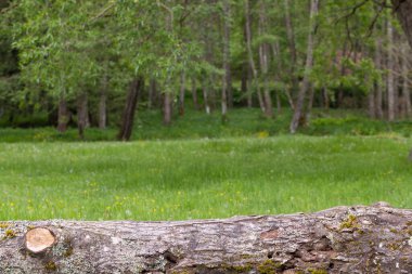 Arkaplanda sarı çiçekler olan bir çayırın ortasında ağaç kabuğu olan ahşap kesimli ağaç.