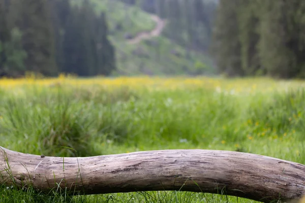 背景に黄色の花の牧草地に木製の丸太 — ストック写真