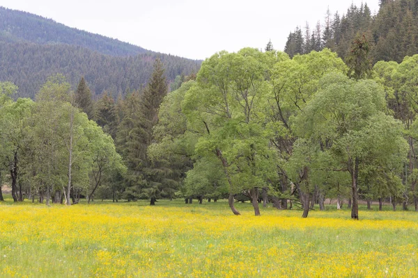 Цветущий Летний Луг Желтыми Цветами Деревьями Карпатах — стоковое фото