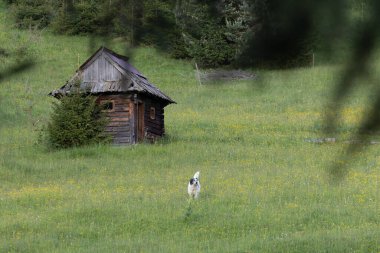  Arka planda terk edilmiş eski bir ahşap evi olan köpek çayırda.