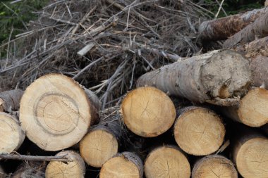 Ormanda yakacak odun yığını, fotoğrafa yakın çekim.