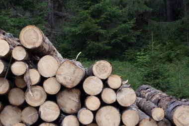 Ormanda odun yığını. Yakacak odun yığını.