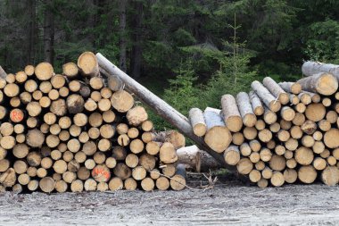 Ormanda yakacak odun yığınları, fotoğraflara yakın çekim.