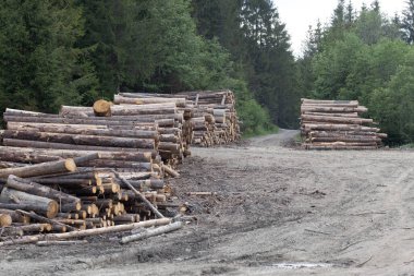 Yazın toprak bir yolda ormanda odun yığını.