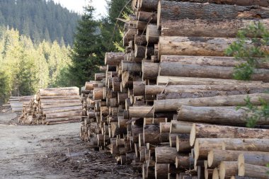 Ormanda kesilmiş ağaç gövdesi yığını. Ağaç kesme endüstrisi