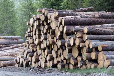 Ormanda odun yığını, fotoğrafa yakın çekim.