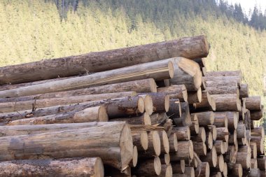 Ormanda günbatımında odun yığını