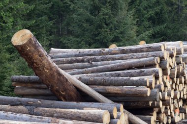 Ormanda odun yığını, yakın plan..