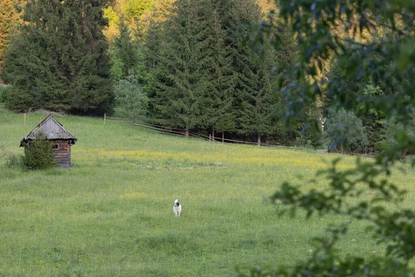 Pies Łące Przed Małym Opuszczonym Drewnianym Domkiem — Zdjęcie stockowe