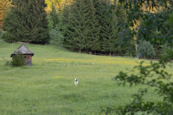 Pies Łące Przed Małym Opuszczonym Drewnianym Domkiem — Zdjęcie stockowe