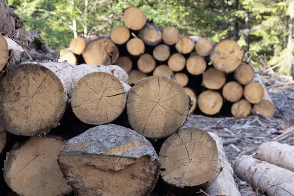 森林里堆积如山的木柴 伐木业 — 图库照片