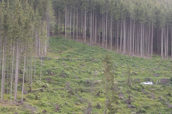 Carro Dirigindo Através Uma Floresta Pinheiros Verde Nas Montanhas Uma — Fotografia de Stock