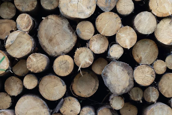 Holzstapel Wald Nahaufnahme Von Foto — Stockfoto