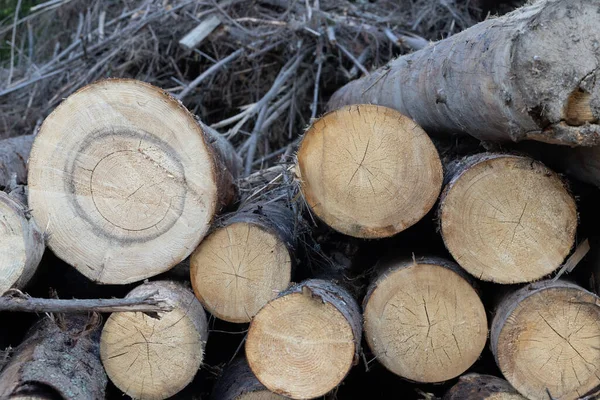 Pula Drewna Sosnowego Lesie Zbliżenie Zdjęcia — Zdjęcie stockowe