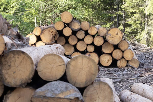 Holzstapel Mit Abgesägten Stämmen Wald Natürlicher Hintergrund — Stockfoto