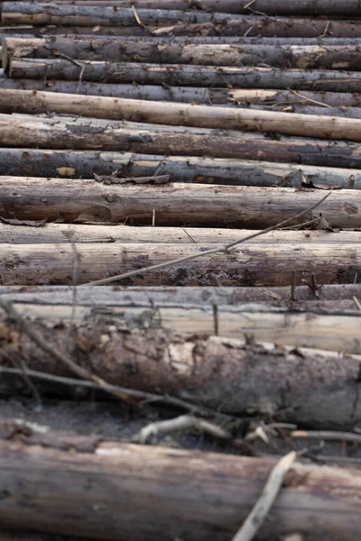 Holzstämme Hintergrund Wald Aus Nächster Nähe Natürlicher Hintergrund — Stockfoto