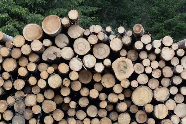 森林里成堆的松木原木 自然背景 — 图库照片