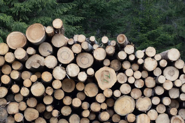 森林里一堆锯成的木头 拍照特写 — 图库照片