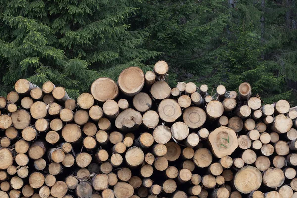 Brennholzstapel Wald Nahaufnahme — Stockfoto