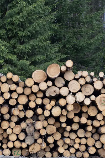 夏天森林里的一堆堆锯木松树 — 图库照片