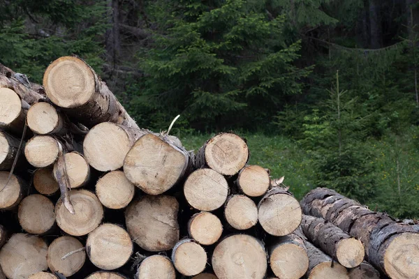森林里堆积如山的木柴 木柴堆 — 图库照片