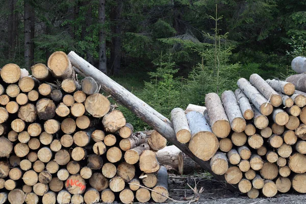 Купа Розпиляної Деревини Лісі Крупним Планом Фото — стокове фото