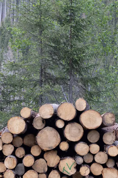Holzstapel Mit Gesägten Kiefern Sommer — Stockfoto