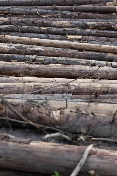 Stapel Von Holzstämmen Hintergrund Wald Nahaufnahme Von Foto — Stockfoto