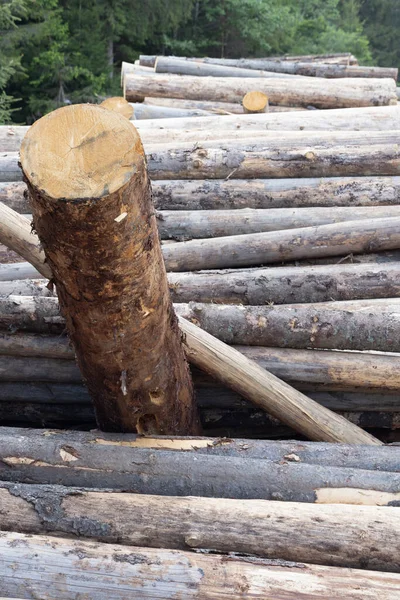 Pile Logs Road Forest Logging — Stock Photo, Image
