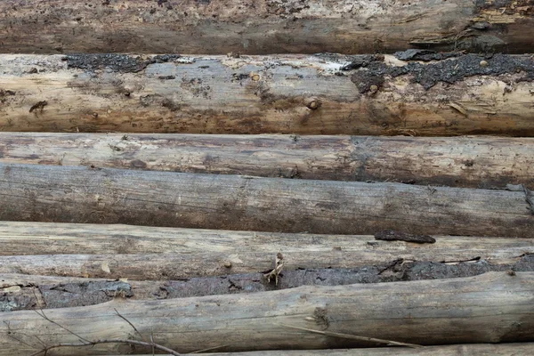 Дерев Яні Колоди Складені Купі Фон Або Текстура — стокове фото