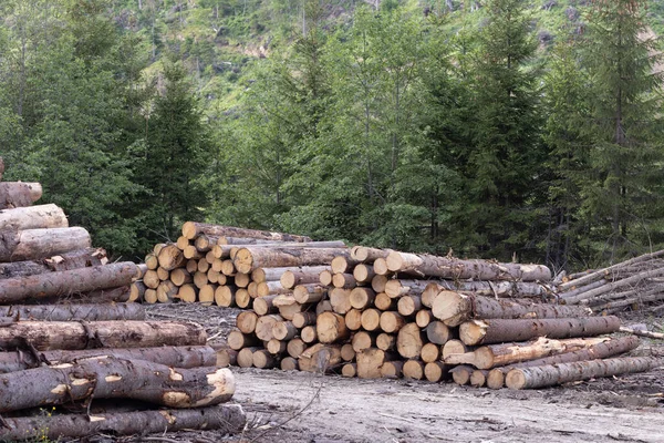 stock image Pile of sawn pine trees in forest. Nature background.