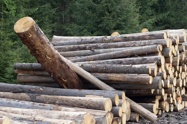 森林里一堆被砍倒的树 过冬的伐木作业 — 图库照片